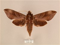 藏品(背中白天蛾)的圖片