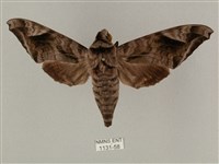 藏品(全緣缺角天蛾)的圖片