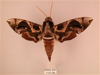 藏品(暗綠白腰天蛾)的圖片