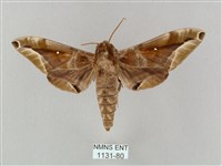 藏品(白點天蛾 )的圖片