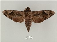 藏品(全緣缺角天蛾)的圖片