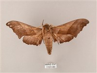 藏品(齒翅三線天蛾)的圖片