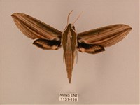 藏品(棕綠背線天蛾)的圖片