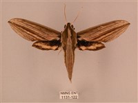 藏品(棕綠背線天蛾)的圖片