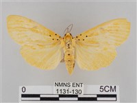 藏品(橙擬燈蛾)的圖片