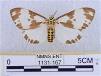 藏品(後凸蝶燈蛾)的圖片