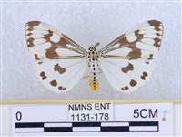 藏品(粉蝶燈蛾)的圖片