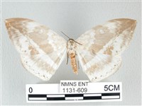 藏品(圓翅大鉤蛾)的圖片