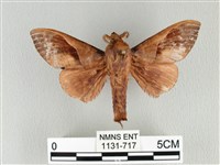 藏品(大褐斑枯葉蛾)的圖片