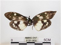 藏品(蓬萊茶斑蛾)的圖片