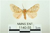 藏品(三條橙燈蛾)的圖片