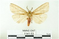 藏品(赭新污燈蛾)的圖片