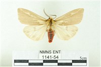 藏品(赭新污燈蛾)的圖片