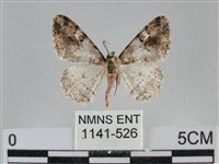 藏品(雙峰霜尺蛾)的圖片