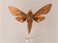 藏品(藏斜紋天蛾)的圖片