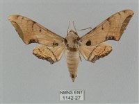 藏品(廣東鷹翅天蛾)的圖片