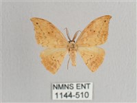 藏品(枯葉紋鉤蛾)的圖片