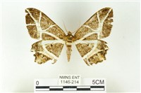 藏品(樹形尺蛾)的圖片