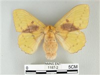 藏品(青枯葉蛾)的圖片