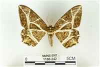 藏品(樹形尺蛾)的圖片