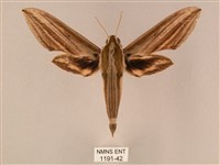 藏品(棕綠背線天蛾)的圖片