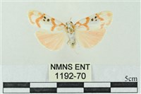 藏品(臺雪苔蛾)的圖片