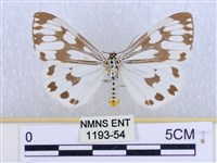 藏品(粉蝶燈蛾)的圖片