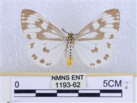 藏品(粉蝶燈蛾)的圖片