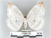 藏品(圓翅大鉤蛾)的圖片