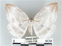 藏品(圓翅大鉤蛾)的圖片