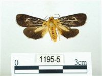 藏品(黃肩奇蛾)的圖片