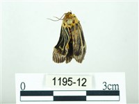 藏品(黃肩奇蛾)的圖片