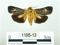 藏品(黃肩奇蛾)的圖片