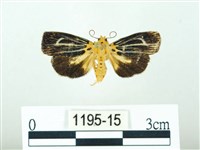藏品(黃肩奇蛾)的圖片