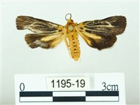 藏品(黃肩奇蛾)的圖片