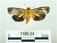 藏品(黃肩奇蛾)的圖片