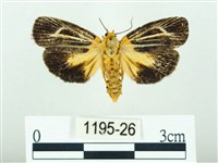 藏品(黃肩奇蛾)的圖片