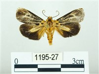 藏品(黃肩奇蛾)的圖片