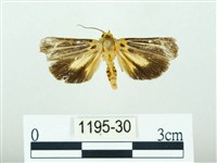 藏品(黃肩奇蛾)的圖片