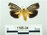 藏品(黃肩奇蛾)的圖片