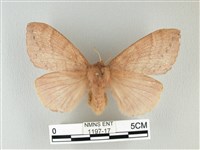 藏品(波紋枯葉蛾)的圖片