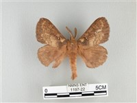 藏品(波紋枯葉蛾)的圖片