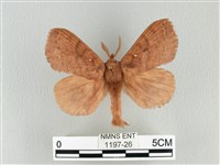 藏品(波紋枯葉蛾)的圖片