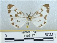 藏品(粉蝶燈蛾)的圖片