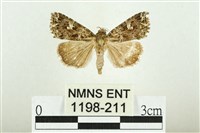 藏品(白斑散紋夜蛾)的圖片