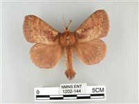 藏品(波紋枯葉蛾)的圖片