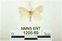 藏品(黑翅黃毒蛾)的圖片