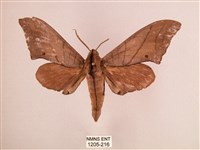 藏品(直翅六點天蛾)的圖片