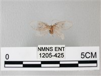 藏品(臺灣卵翅蛾)的圖片