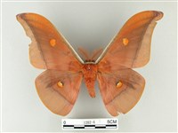 藏品(紅目天蠶蛾)的圖片